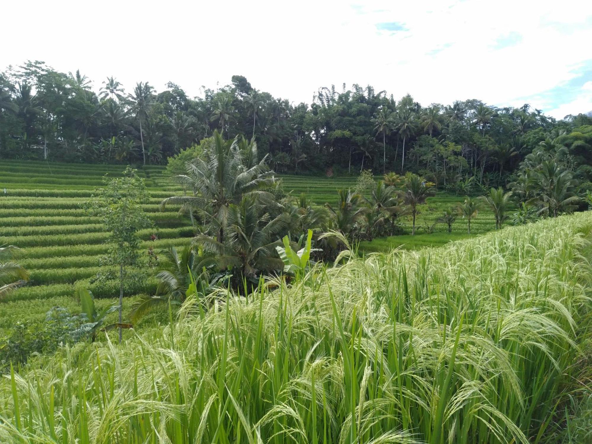 D'Ume Bendoel Homestay Jatiluwih Luaran gambar