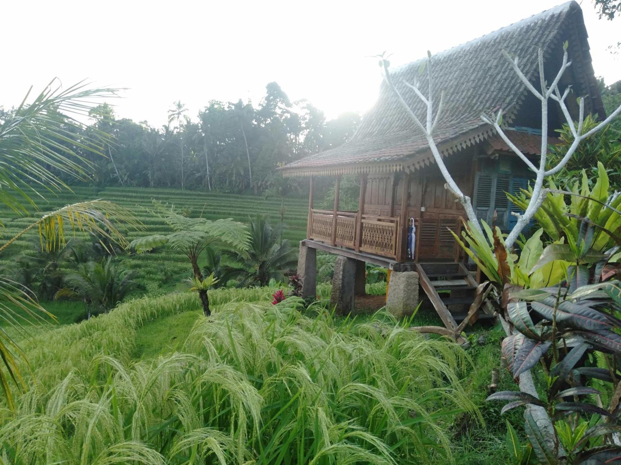 D'Ume Bendoel Homestay Jatiluwih Luaran gambar