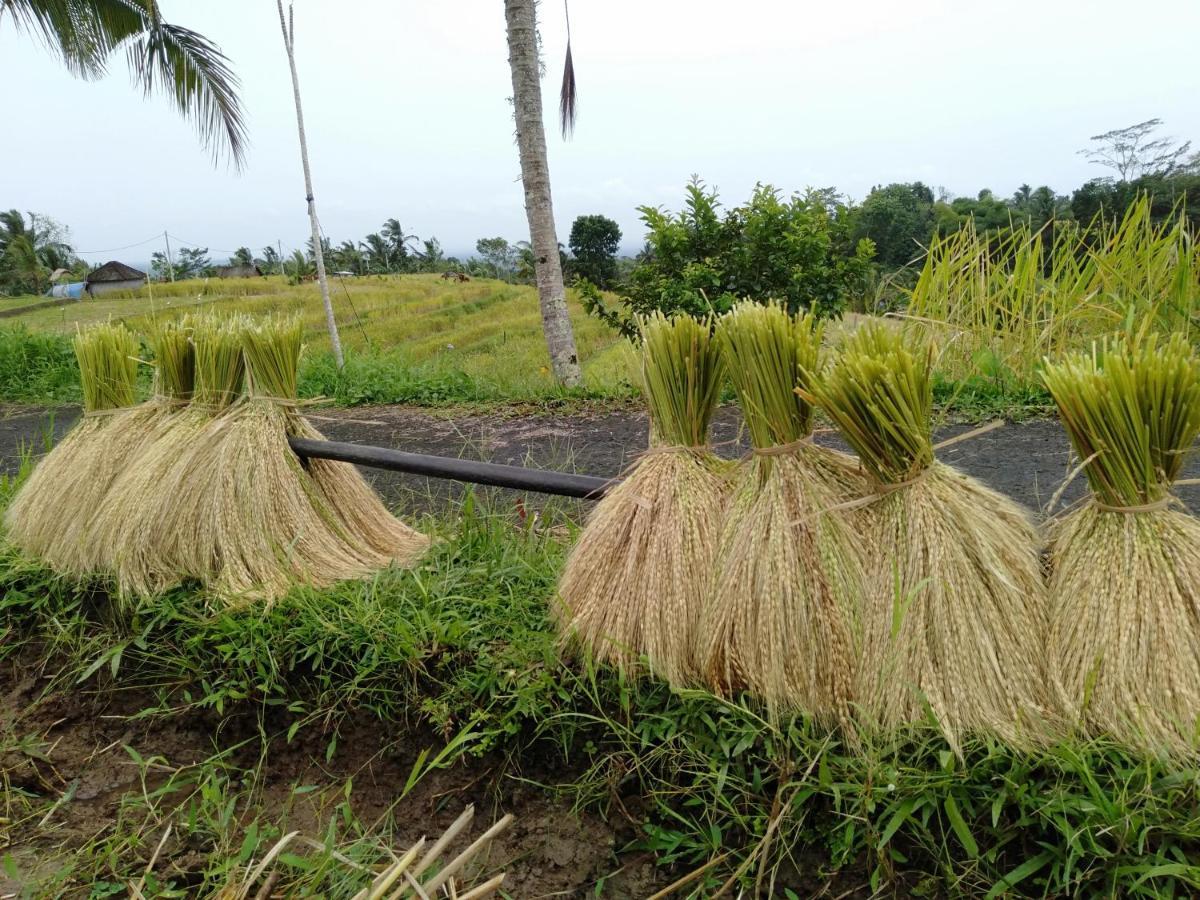 D'Ume Bendoel Homestay Jatiluwih Luaran gambar