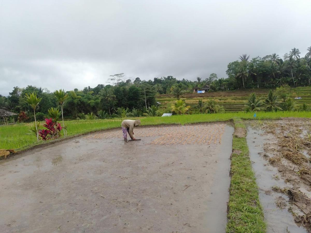 D'Ume Bendoel Homestay Jatiluwih Luaran gambar