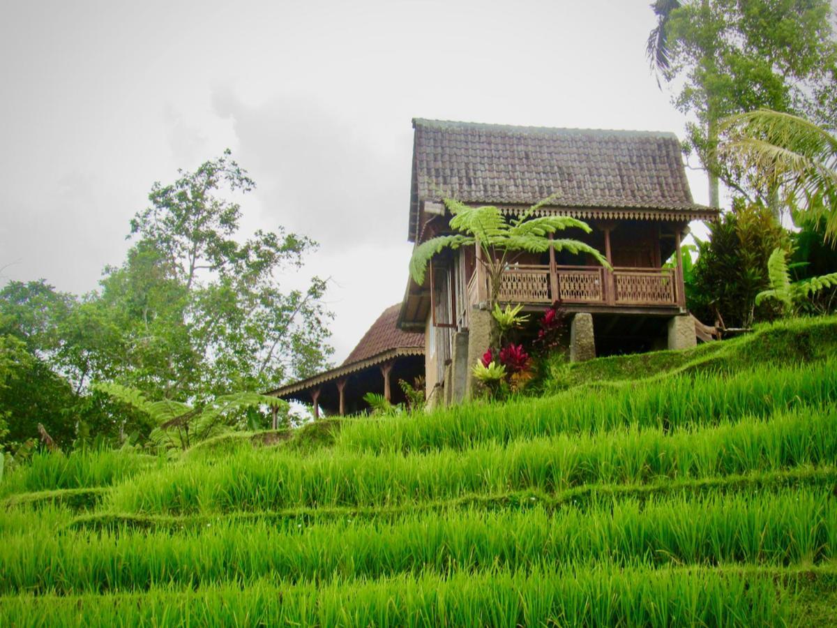 D'Ume Bendoel Homestay Jatiluwih Luaran gambar