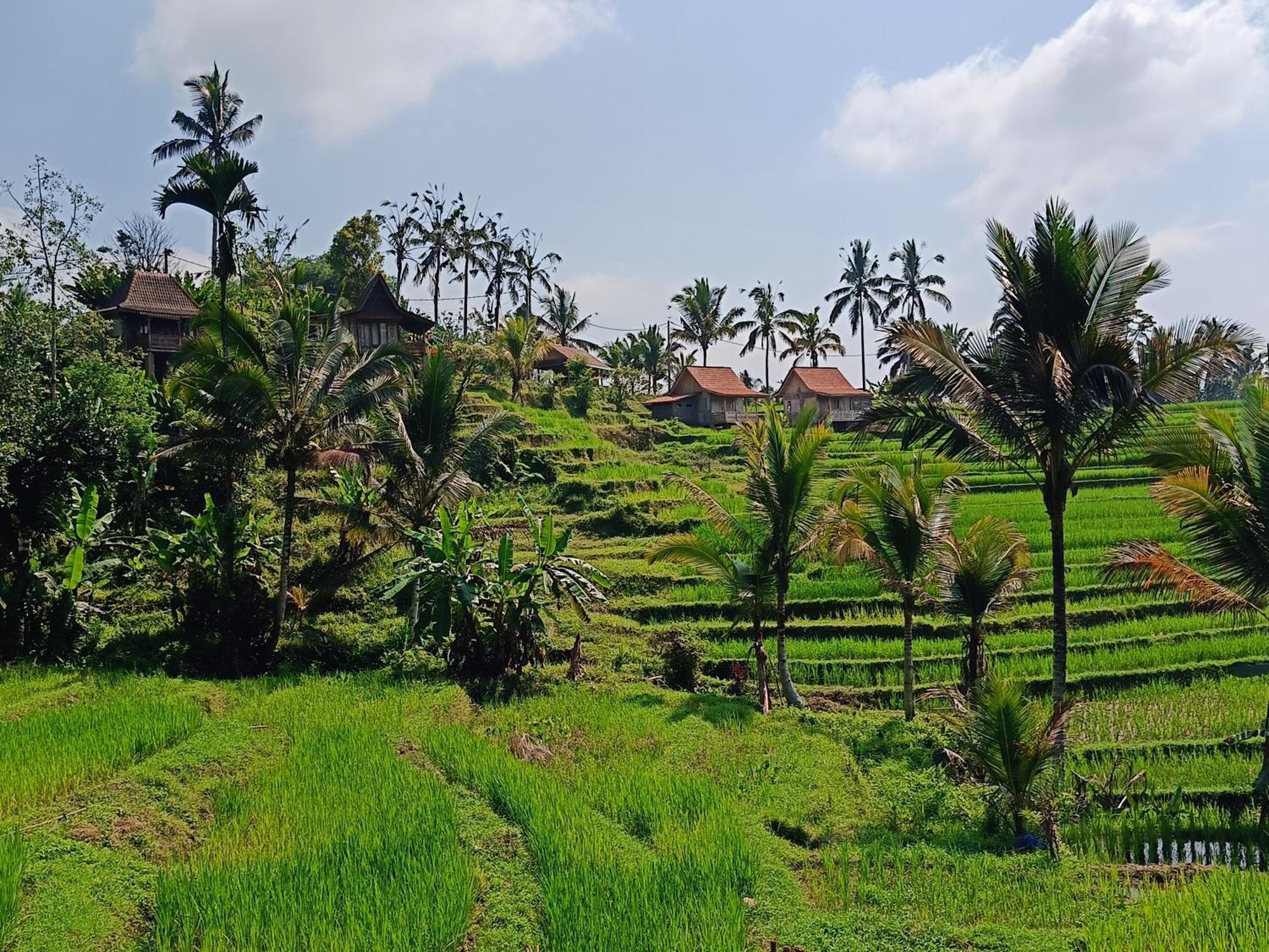 D'Ume Bendoel Homestay Jatiluwih Luaran gambar