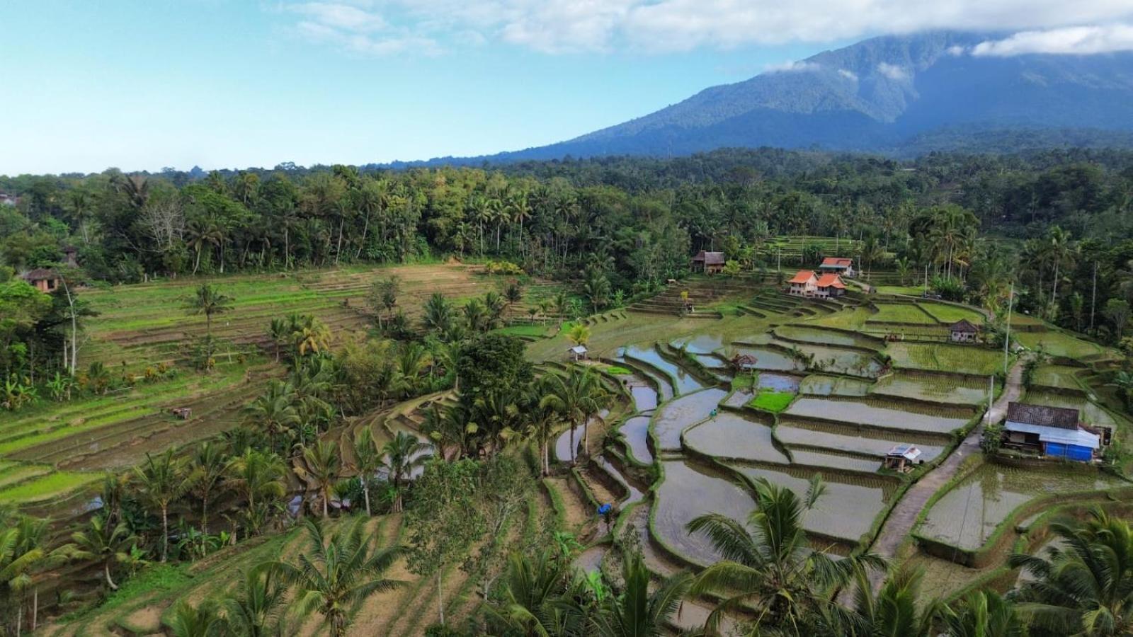 D'Ume Bendoel Homestay Jatiluwih Luaran gambar