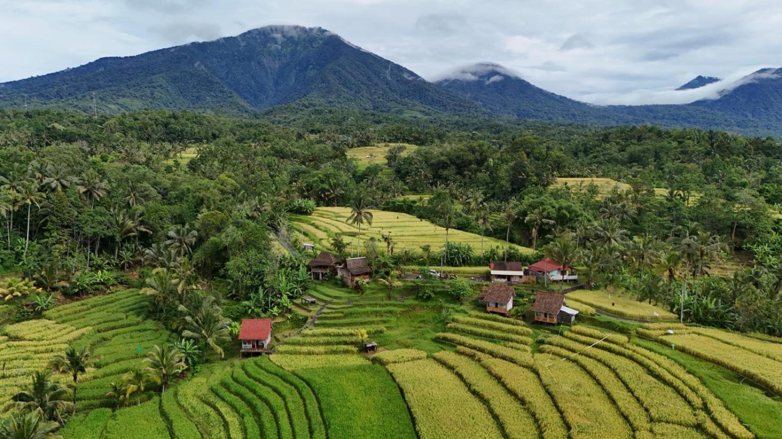D'Ume Bendoel Homestay Jatiluwih Luaran gambar
